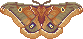 small pixel of a polyphemus moth